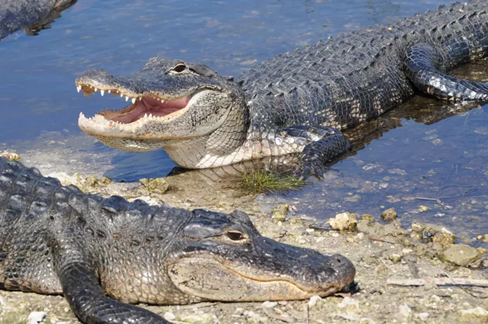 Slog AM: Trump Visits “Alligator Alcatraz,” Microsoft Is Still Laying People Off, We (Officially) Have a New Police Chief 